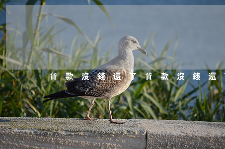 貸款沒錢還了（貸款沒錢還可以只還本金）