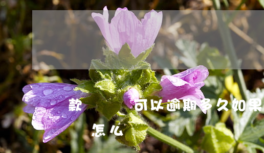 貸款沒錢還可以逾期多久(如果逾期了實在沒錢還怎么辦)