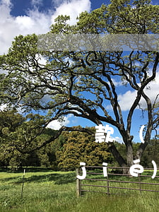 貸款無(wú)力償還會(huì)凍結(jié)配偶的賬戶嗎-貸款無(wú)力償還會(huì)凍結(jié)配偶的賬戶嗎知乎