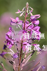 貸款無力償還怎么協(xié)商（貸款無力償還怎么協(xié)商）