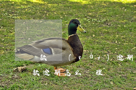 貸款狀態(tài)逾期要怎么處理(住房貸款逾期怎么處理)