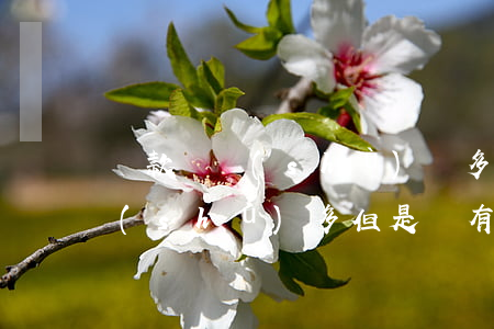 貸款筆數(shù)較多沒有逾期(借款筆數(shù)多但是沒有逾期有影響么)