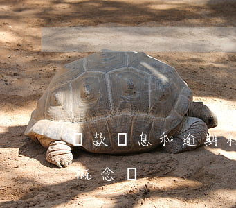 貸款罰息和逾期利息(罰息和逾期利息是一個概念嗎)