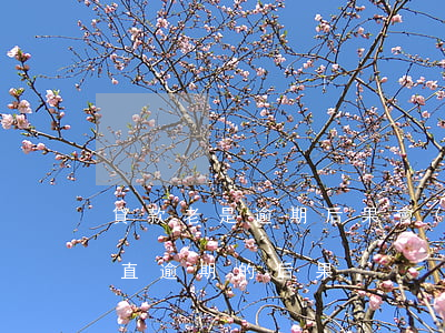 貸款老是逾期后果會(huì)怎樣(房貸一直逾期的后果)
