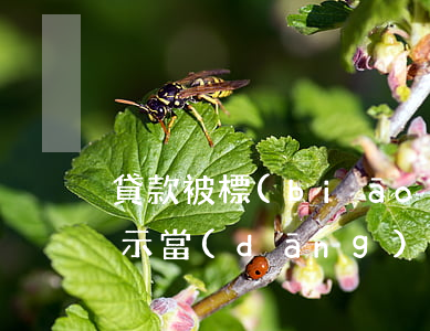 貸款被標(biāo)記為提示逾期(貸款顯示當(dāng)前逾期)