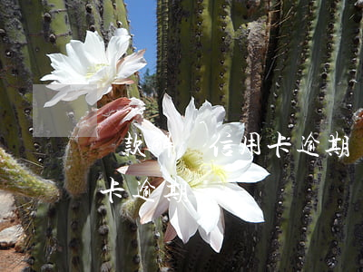 貸款 解釋信用卡逾期會怎么樣（貸款 解釋信用卡逾期）