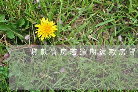 貸款買房若逾期還款(房貸逾期還能貸款嗎)