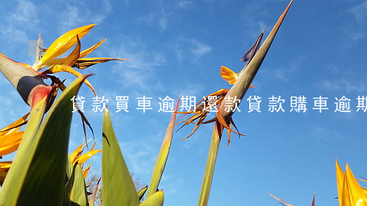 貸款買車逾期還款(貸款購車逾期未還款)