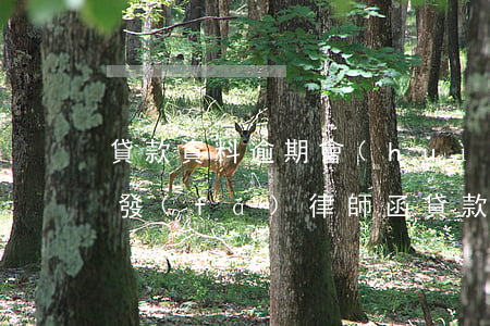 貸款資料逾期會(huì)不會(huì)發(fā)律師函（貸款資料逾期會(huì)不會(huì)發(fā)律師函）