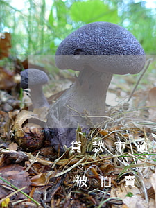 貸款車逾期多久會被拍賣(貸款車逾期多久會被拍賣)