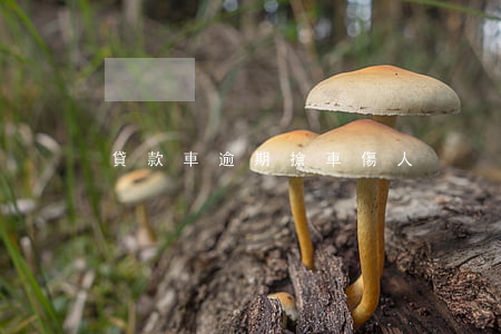 貸款車逾期搶車傷人