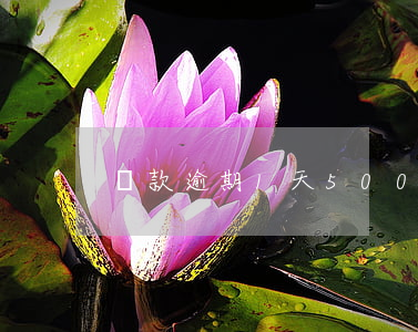 貸款逾期1天500塊(貸款逾期幾塊錢)
