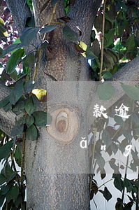 貸款逾期200天會(huì)怎樣(網(wǎng)貸逾期200天什么后果)
