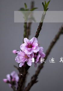 貸款逾期50次(貸款逾期超過60天)