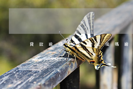 貸款逾期7天還能接嗎(逾期7次可以貸款嗎)