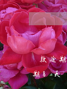 貸款逾期8天上征信嗎(網(wǎng)貸逾期8天會(huì)上征信嗎)