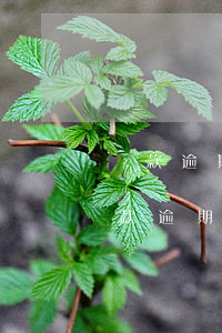貸款逾期一個(gè)月以內(nèi)(貸款逾期一個(gè)月嚴(yán)重嗎)