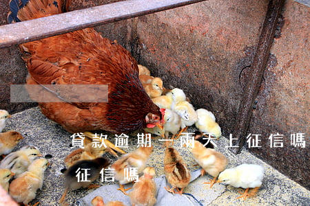 貸款逾期一兩天上征信嗎(貸款逾期一兩天上征信嗎)