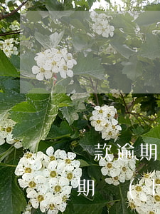 貸款逾期一定會(huì)上征信么(貸款逾期會(huì)上征信嗎)