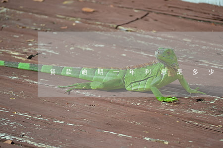 貸款逾期一年利息是多少