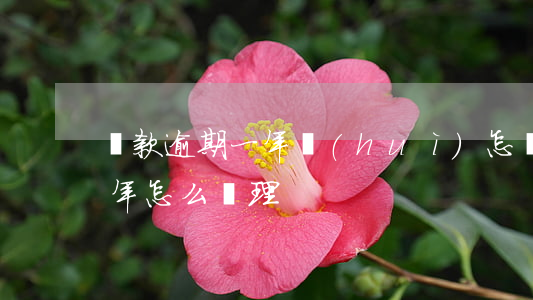 貸款逾期一年會(huì)怎樣(貸款逾期一年怎么處理)