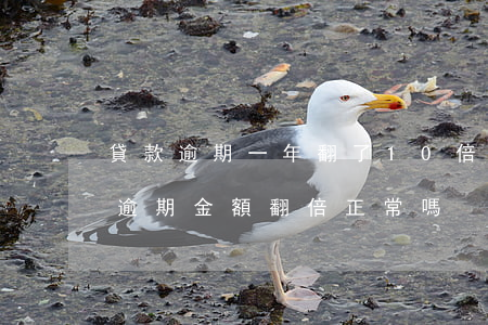 貸款逾期一年翻了10倍(網(wǎng)貸逾期金額翻倍正常嗎)
