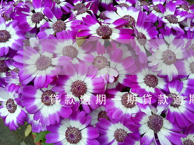 貸款逾期一期(貸款逾期一期)
