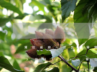 貸款逾期一次怎么算(貸款逾期天數(shù)的計(jì)算公式)