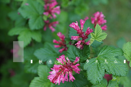 貸款逾期三十多次怎么辦