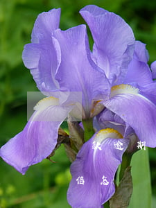 貸款逾期上征信了怎么辦(銀行貸款逾期上征信怎樣處理)
