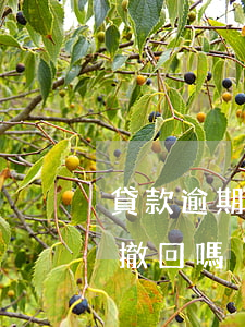 貸款逾期上征信能撤回嗎(貸款逾期上征信能撤回嗎)