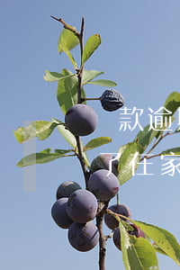 貸款逾期了在家貼催款單合法嗎-贷款逾期了在家贴催款单合法吗安全吗