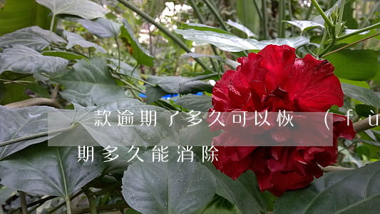 貸款逾期了多久可以恢復(fù)(貸款有逾期多久能消除)