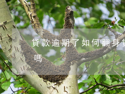 貸款逾期了如何翻身(貸款有過逾期還能貸款嗎)