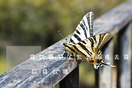 貸款逾期了怎么還進去(貸款逾期還完了還可以貸款嗎)