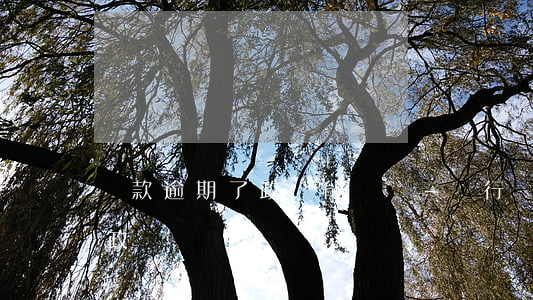 貸款逾期了政審能過嗎-銀行貸款逾期影響政審嗎