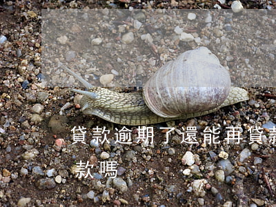 貸款逾期了還能再貸款嗎(逾期還款后還能貸款嗎)