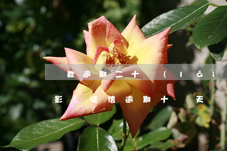 貸款逾期二十來(lái)天會(huì)影響征信 逾期十幾天會(huì)不會(huì)上征信
