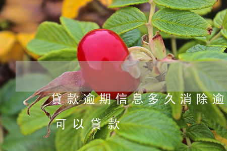 貸款逾期信息多久消除(逾期記錄消除后多久可以貸款)