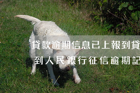 貸款逾期信息已上報到(貸款逾期信息已上報到人民銀行征信逾期記錄保存3年)