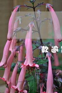 貸款逾期 信用卡嗎(貸款有逾期信用卡會被停嗎)
