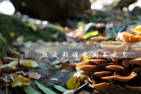貸款逾期催收周末休息嗎(催收雙休日休息嗎)