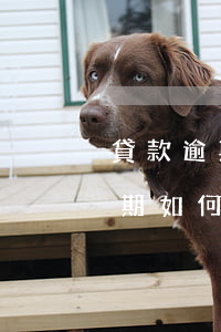 貸款逾期催收情況經(jīng)過(貸款逾期如何面對催收)