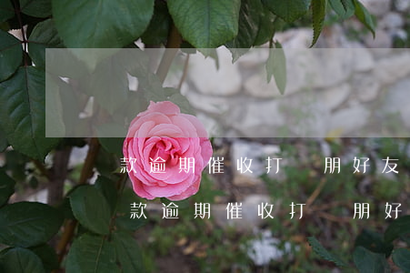 貸款逾期催收打親朋好友電話騷擾怎么辦-貸款逾期催收打親朋好友電話騷擾怎么辦理