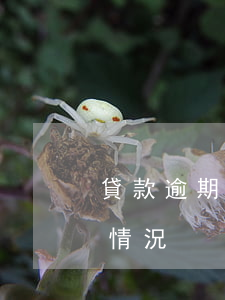 貸款逾期催收讓轉貸還款(貸款轉逾期是什么情況)