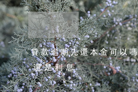 貸款逾期先還本金可以嗎(逾期還款先還本金還是利息)