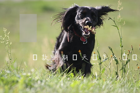 貸款逾期兩天會怎么樣(貸款逾期一兩天)