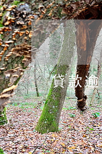 貸款逾期兩次的后果(貸款逾期兩次的后果)
