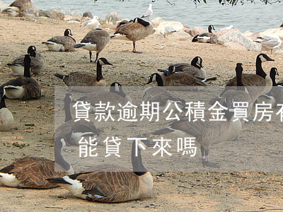 貸款逾期公積金買房(有逾期住房公積金貸款能貸下來嗎)