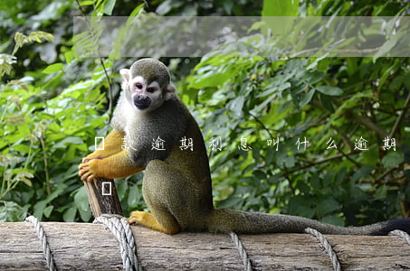 貸款逾期利息叫什么(逾期貸款包括利息逾期嗎)